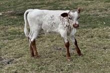 486 HCC Unnamed Bull (Omaha x Arista)