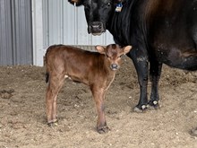 HL Higher Ground x Drag Dancer heifer