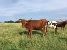 Driving Miss Seco heifer 884 2016