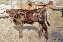 Bull calf Rebel Bayou x HL Heads up